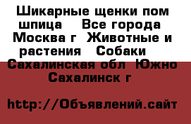 Шикарные щенки пом шпица  - Все города, Москва г. Животные и растения » Собаки   . Сахалинская обл.,Южно-Сахалинск г.